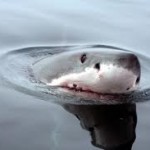 Акульи слезы, детеныши акул