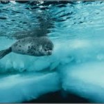 По следам во льдах, подводные поиски в Арктике