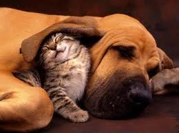 Дружба между собакой и кошкой