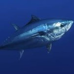 Самые быстрые рыбы: рыба-меч, тунец, скумбрия