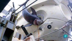 нападения морских обитателей на подводные аппараты