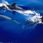 Дельфин-белобочка