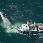 Столкновения с китами